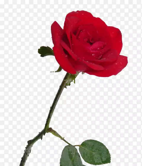 花园玫瑰、花甘蓝玫瑰、玫瑰、法国玫瑰-罗莎·弗美尔哈