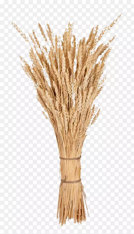 小麦穗茎摄影麦片-小麦