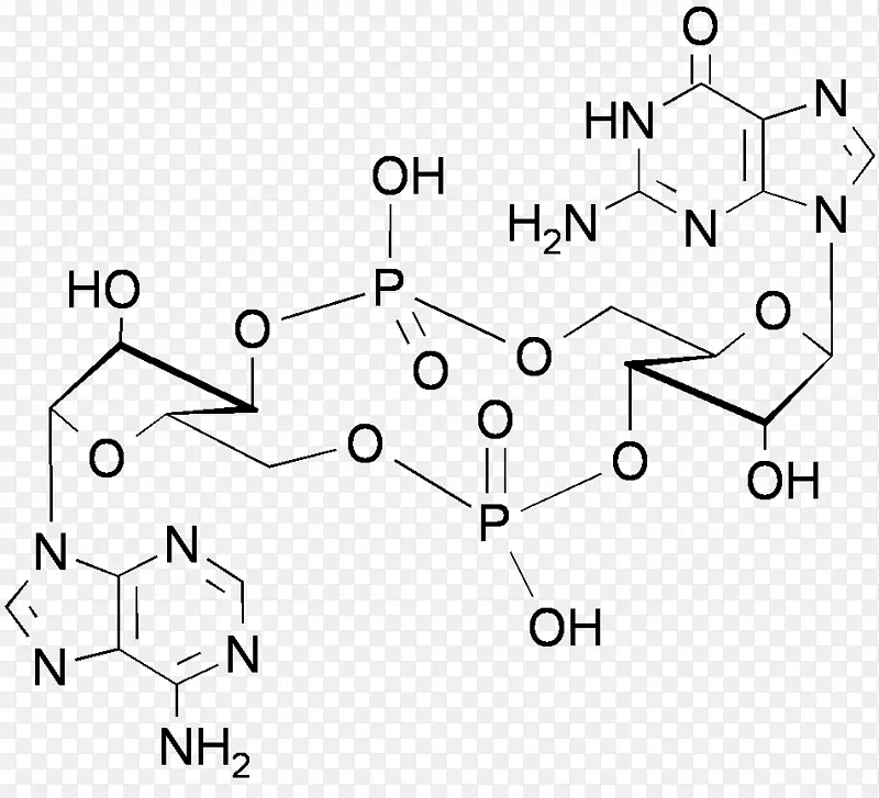 环磷酸腺苷