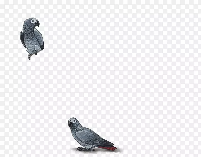 喙动物群羽毛-非洲灰