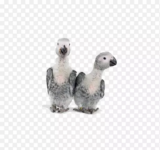 灰鹦鹉鸟Timneh鹦鹉非洲灰鹦鹉-非洲灰鹦鹉