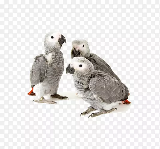 非洲灰鹦鹉幼仔画-非洲灰鹦鹉