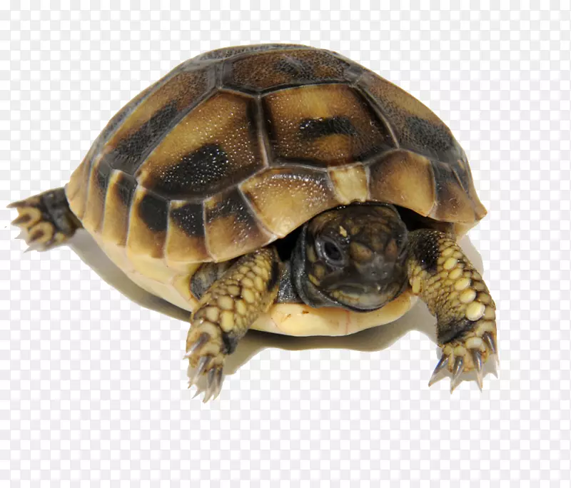 箱形海龟-海龟