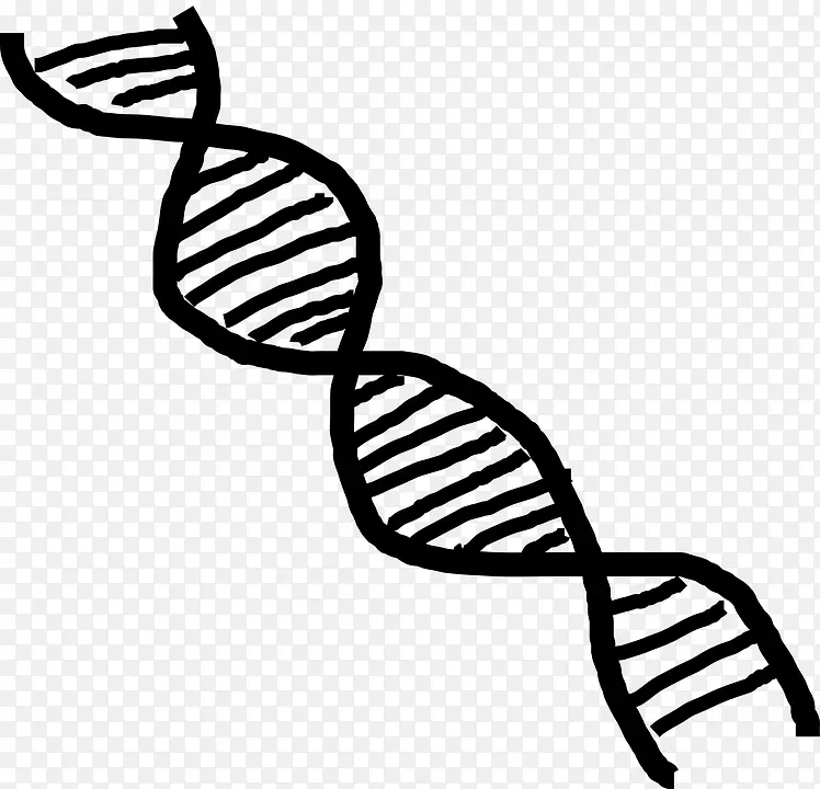 核酸双螺旋dna RNA剪贴术