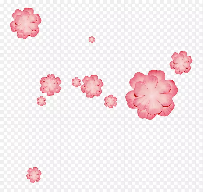 菊花花园玫瑰-粉红色花