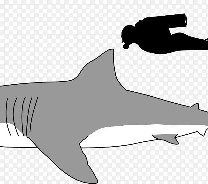 大白鲨巨型鲨鱼沙虎鲨猫