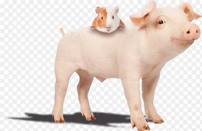 小猪豚鼠笑脸猪舍摄影-猪场