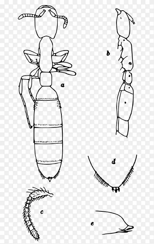 阿贝莱动物军蚁-昆虫