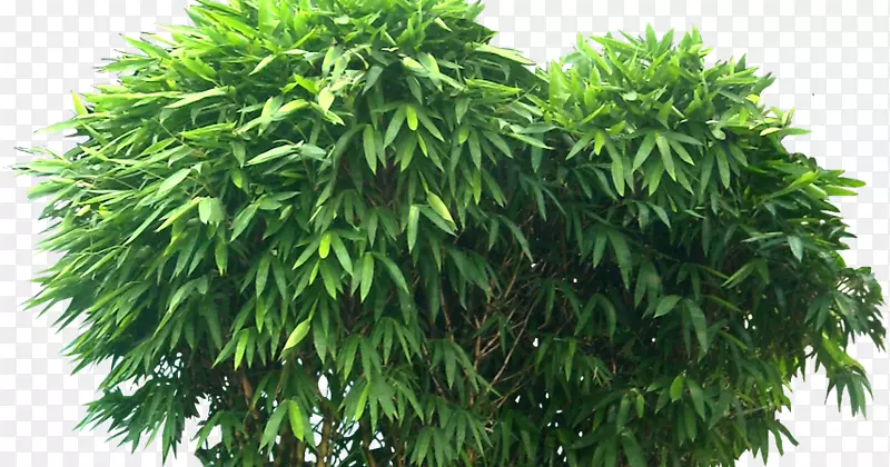热带木本竹树