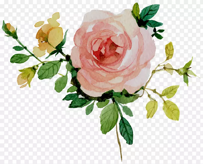 花园玫瑰切花甘蓝玫瑰花卉设计
