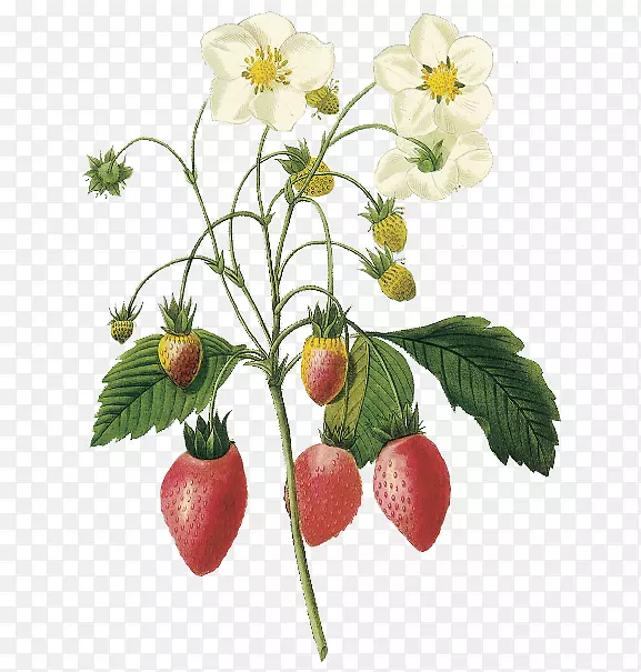 弗吉尼亚草莓