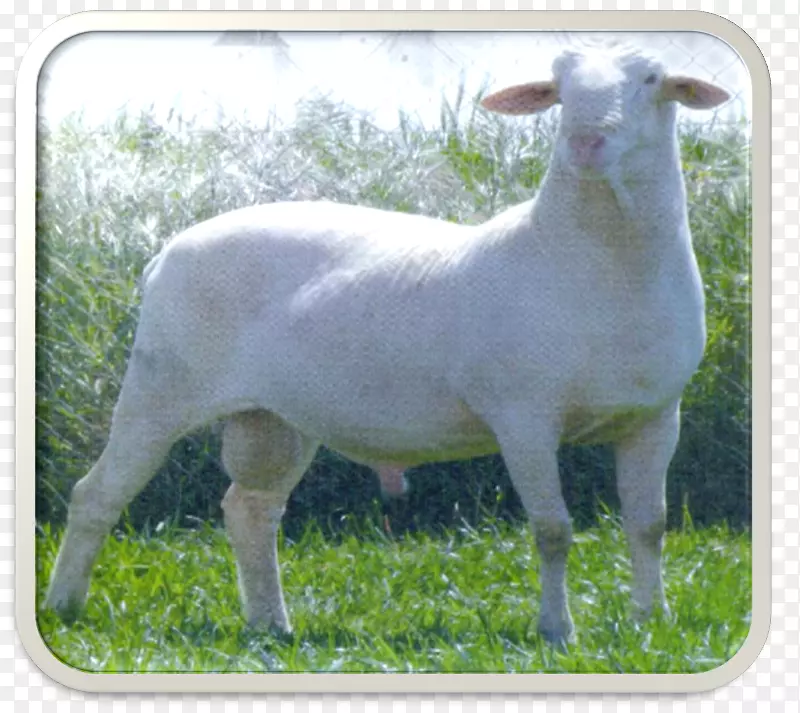 羊牧场放牧陆生动物-绵羊
