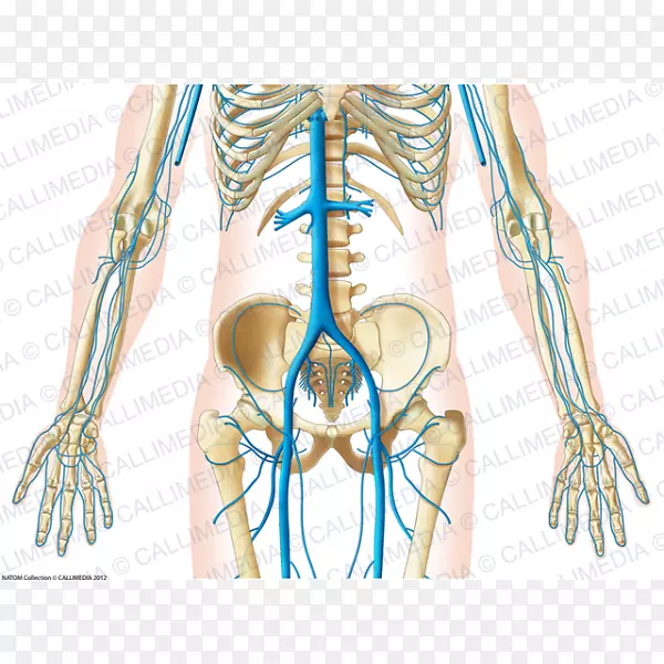 指骨盆静脉人体解剖