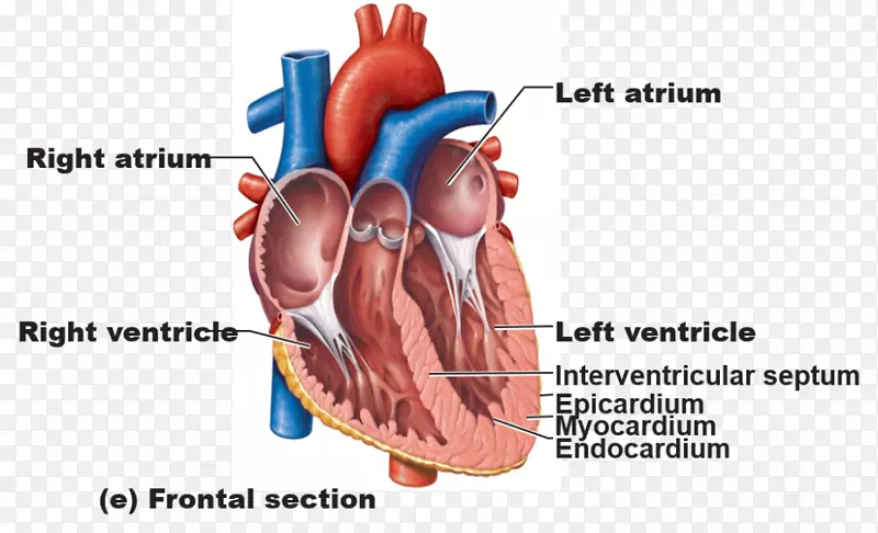 心脏大血管的解剖人体-心脏