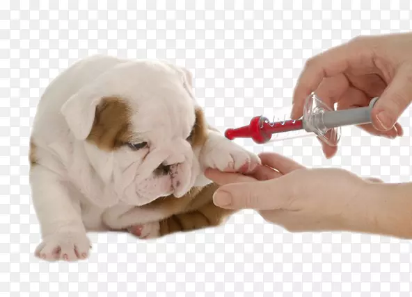 斗牛犬，小狗，猫，狂犬病疫苗，宠物-小狗
