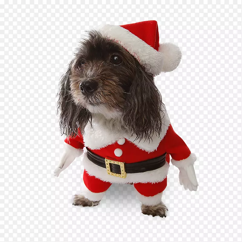 犬种，小猎犬，狗装，小狗服装-小狗