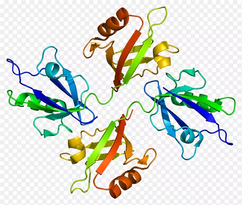 Syntenin-1 TGFβ1 Sox 4蛋白TGFβ受体