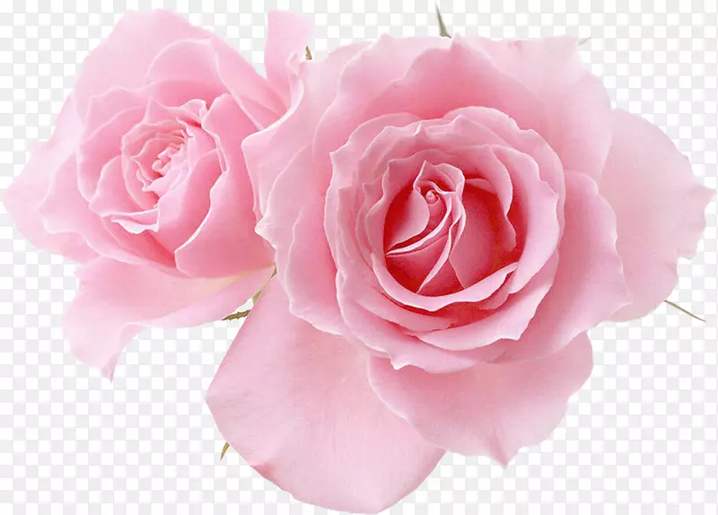 粉红花园玫瑰桌面壁纸-花