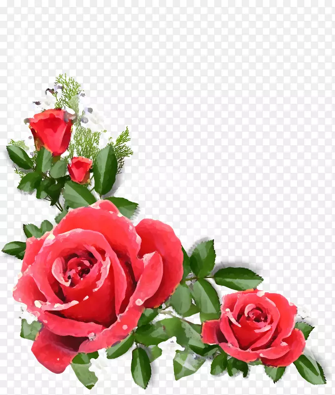 花园玫瑰，卷心菜，玫瑰花，花卉设计-花