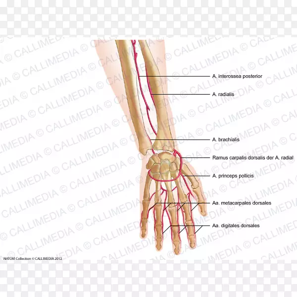 拇指桡动脉前臂钉