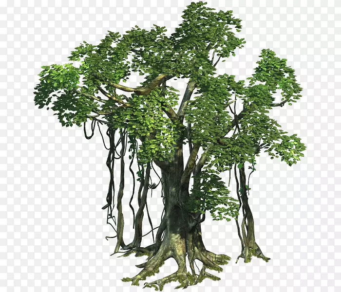 乔木植物-贵州省栗树