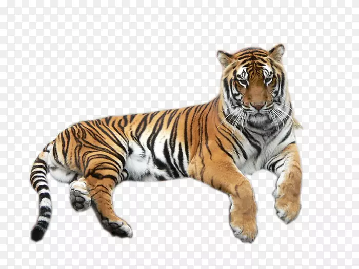 虎狮白虎野生动物-虎