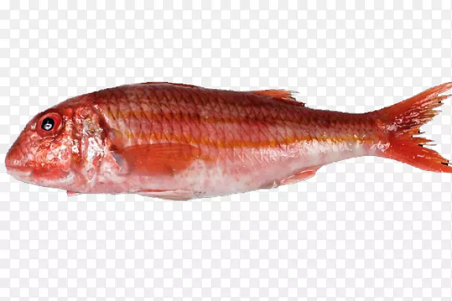北红笛鲷油鱼-圣地亚哥-德孔波斯特拉