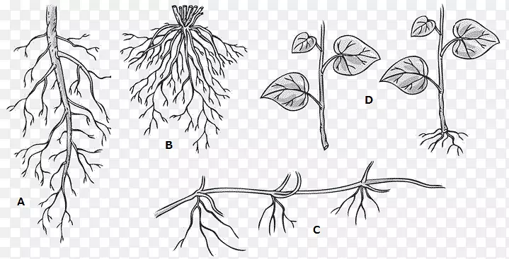 细枝/m/02csf系列植物茎绘制-根系统