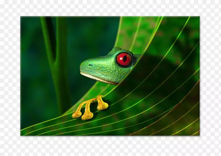 亚马逊雨林红眼树蛙摄影-青蛙