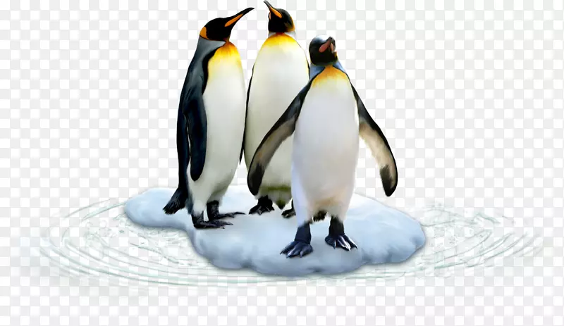 帝企鹅南极鸟地球极地企鹅-企鹅