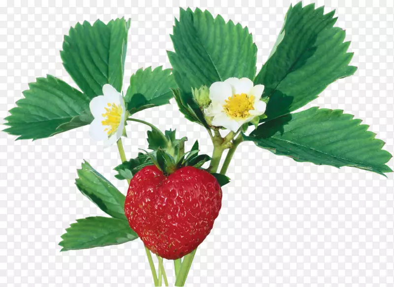 野生草莓黑麦红覆盆子-草莓