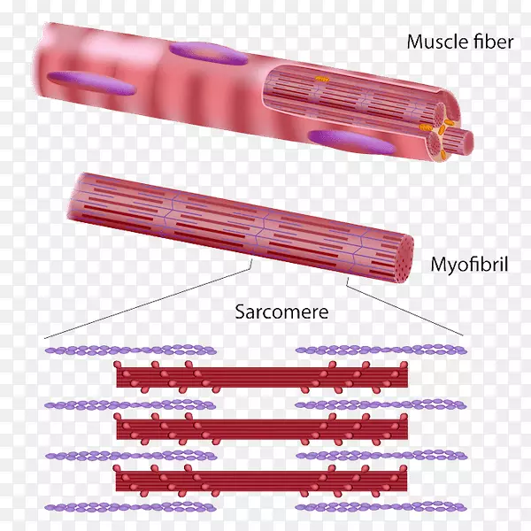 骨骼肌原纤维肌组织肌肉收缩肌肉系统肌肉松弛