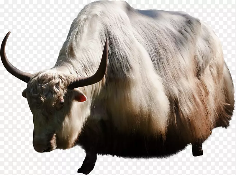 泽布牛群摄影家养牦牛