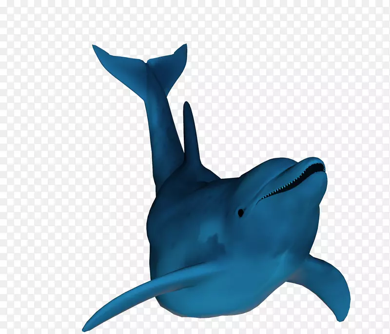 普通宽吻海豚图库溪鲨钴蓝鲨