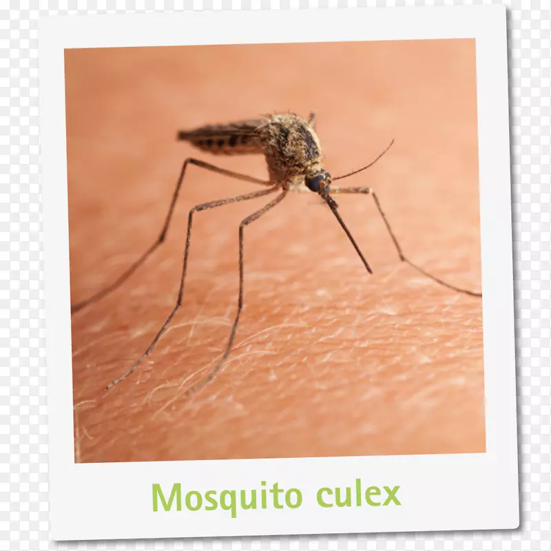 蚊虫控制寨卡病毒昆虫疟疾-蚊子
