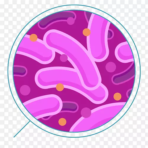 大肠菌群细菌还原硫菌夹细菌