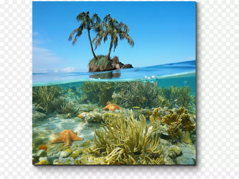 海底加勒比海珊瑚礁-海