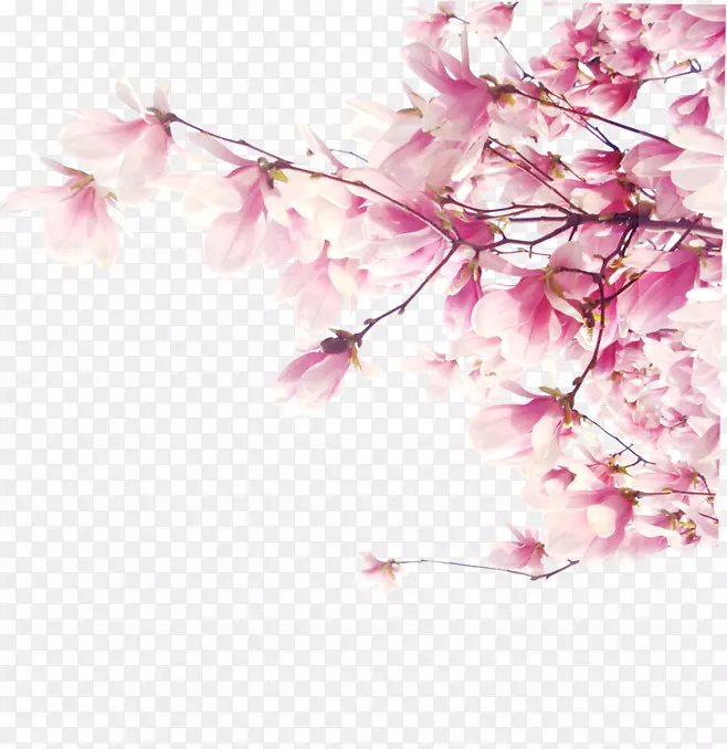 图坦兰，开普勒桌面壁纸，樱花-樱花