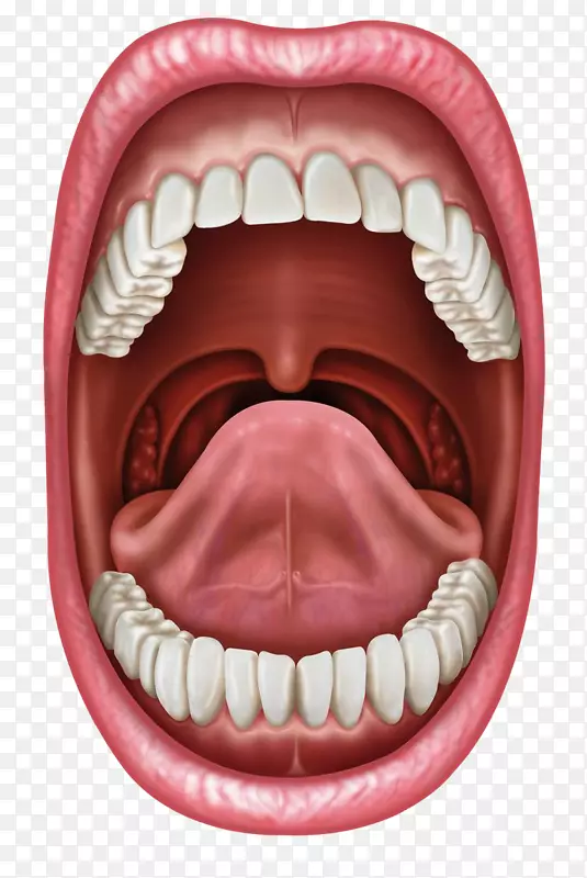 人嘴舌标本摄影唇舌
