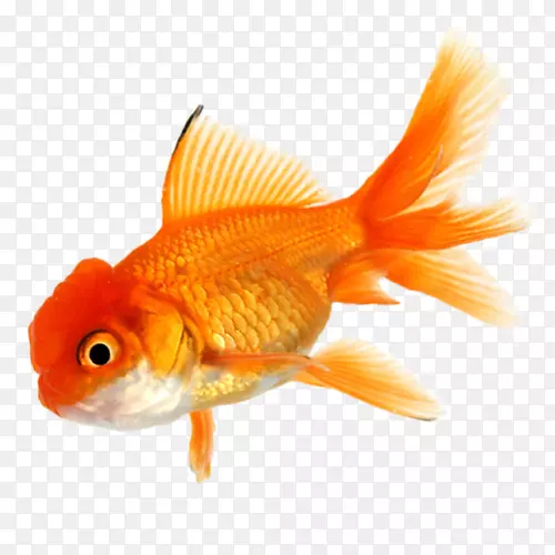 金鱼锦鲤水族馆热带鱼