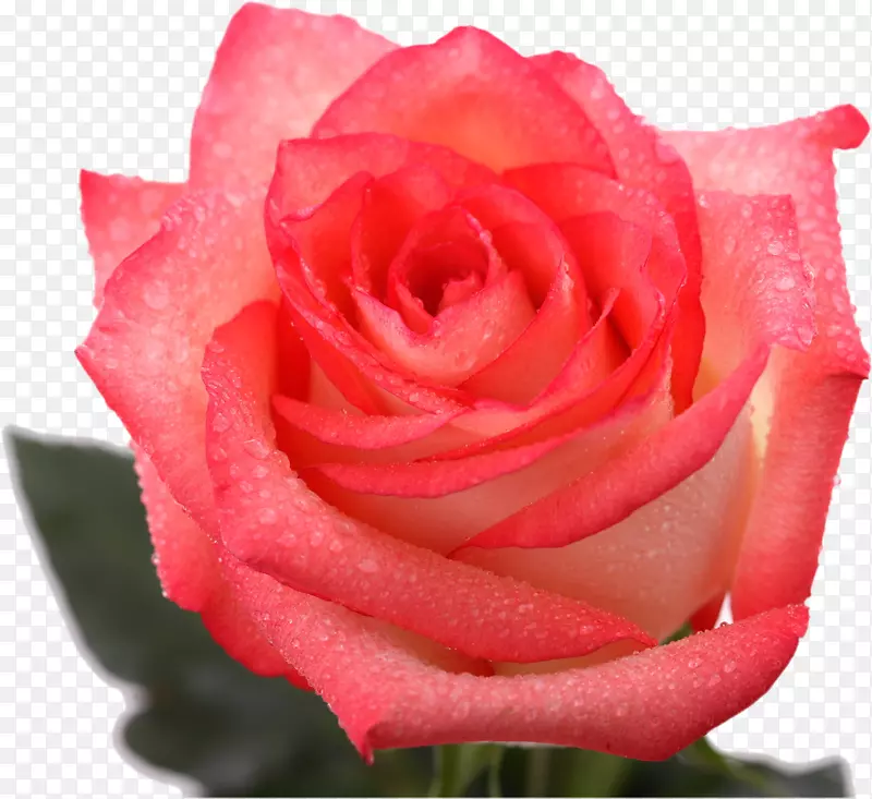花园玫瑰，卷心菜，玫瑰花，切花，花瓣-粉红色玫瑰