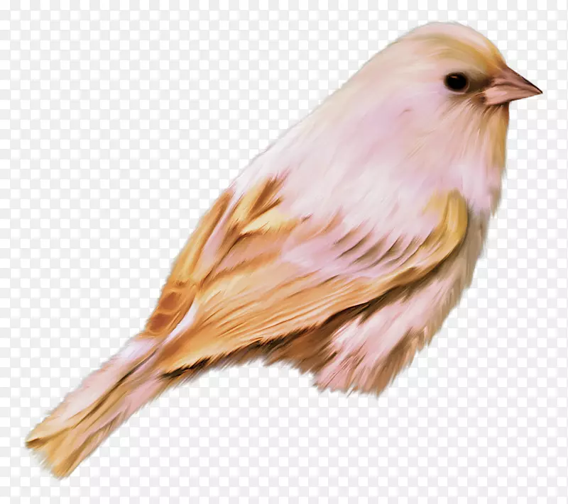 鸟类桌面壁纸夹艺术-鸟
