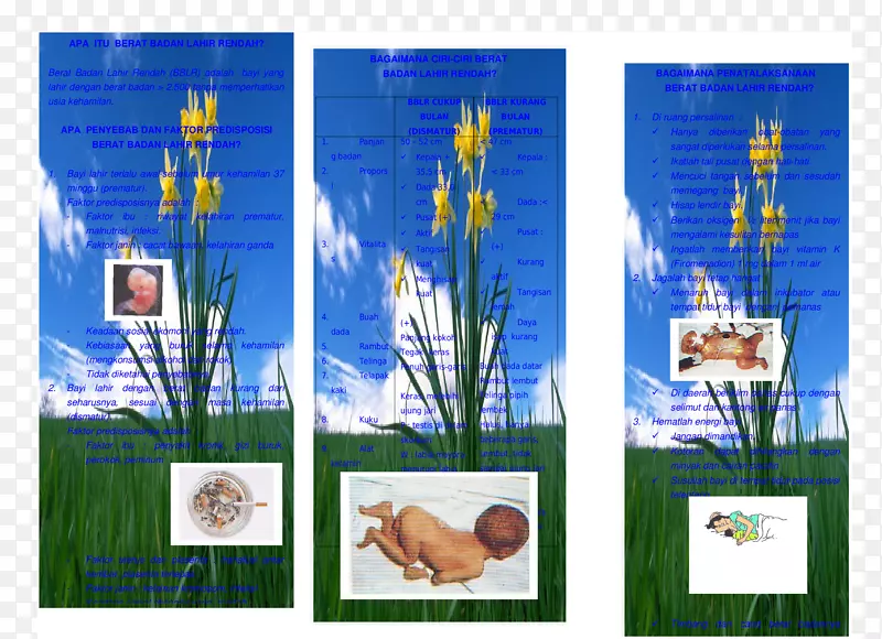 马约瑞尔蓝马约瑞尔花园画框有机体-小叶