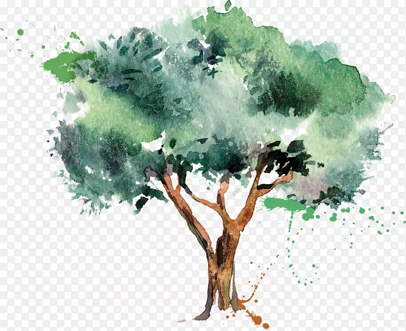 橄榄油树-橄榄树