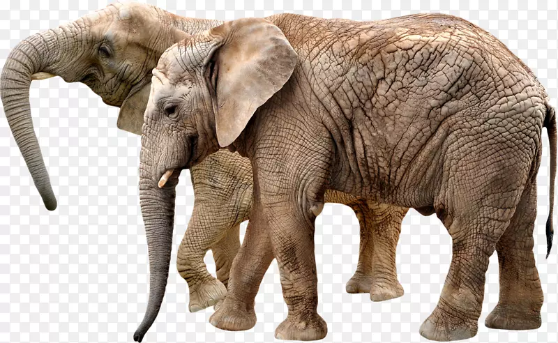 奥卡皮非洲灌木象长颈鹿中心犀牛-大象