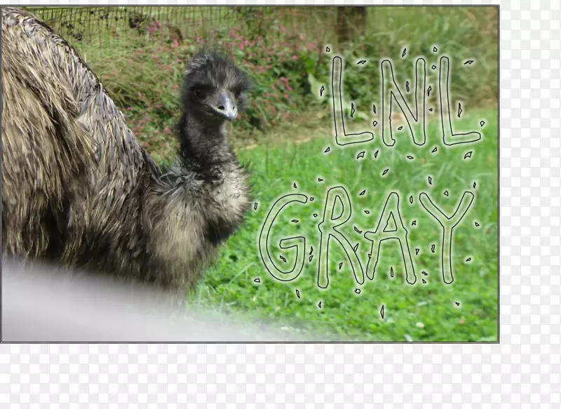欧洲货币联盟普通鸵鸟羊驼动物群牧场-emu