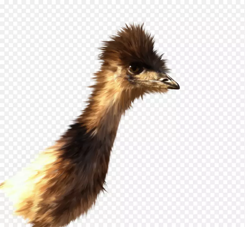 EMU普通鸵鸟羽毛喙11月22日-emu
