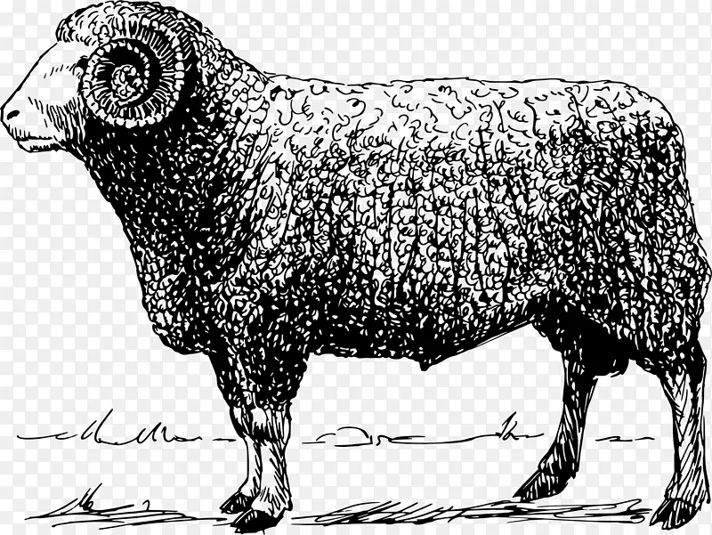 养牛、牧羊、畜牧-绵羊