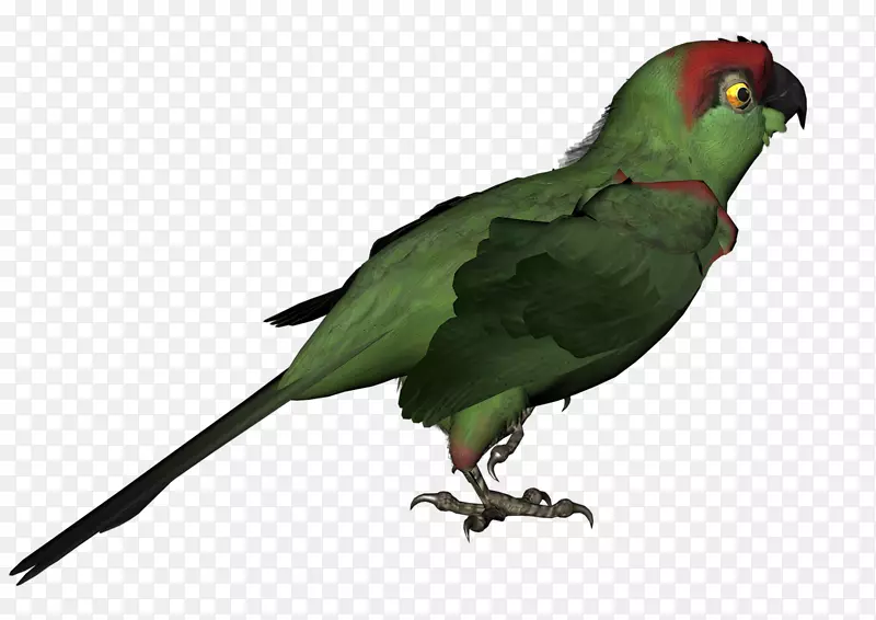 鸟类红胸金刚鹦鹉动物-鸟