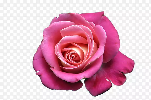 花园玫瑰，卷心菜，静物：粉红色玫瑰，玫瑰花